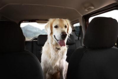 Golden Retriever sitting in the back seat of a car