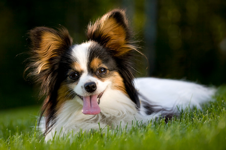A papillon breed dog lying in the grass.