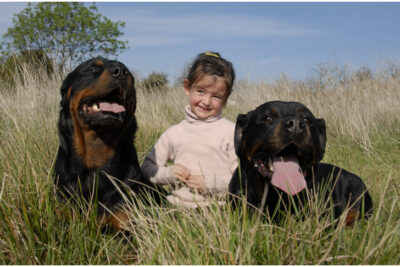 Rottweilers laying down in a field next to a young girl.