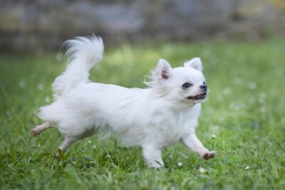 Chihuahua running in the grass.