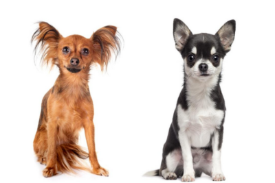 Russian Toy and Chihuahua
