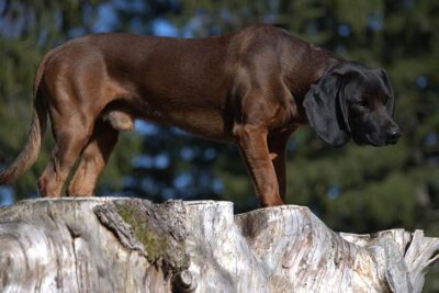 Bavarian Mountain Scent Hound standing on a large stump in the forest.