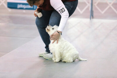 AKC National Obedience Championship 2019