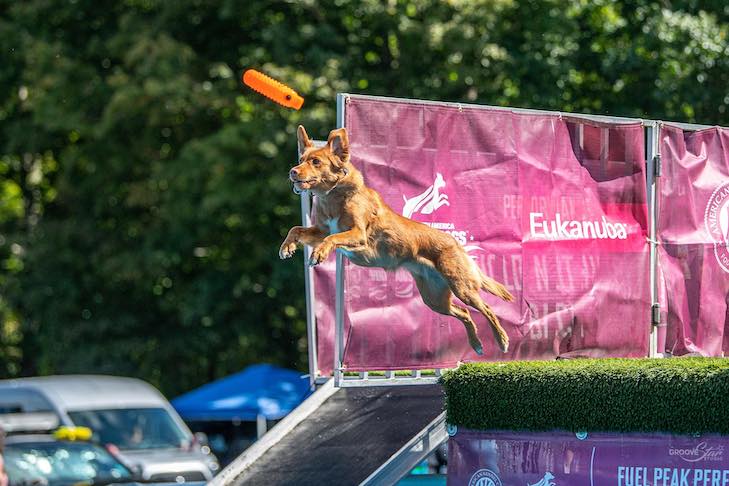 Sarah Trachtenbroit dock dog. Ruby