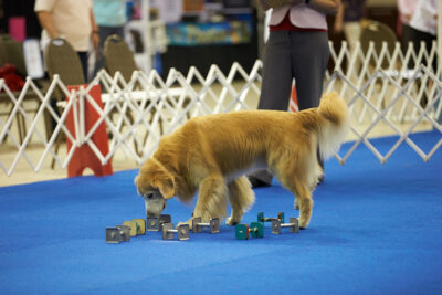 Golden Retriever looking through articles in Obedience competition