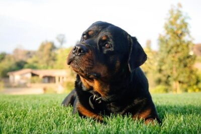 Rottweiler laying down in the yard its head tilted.