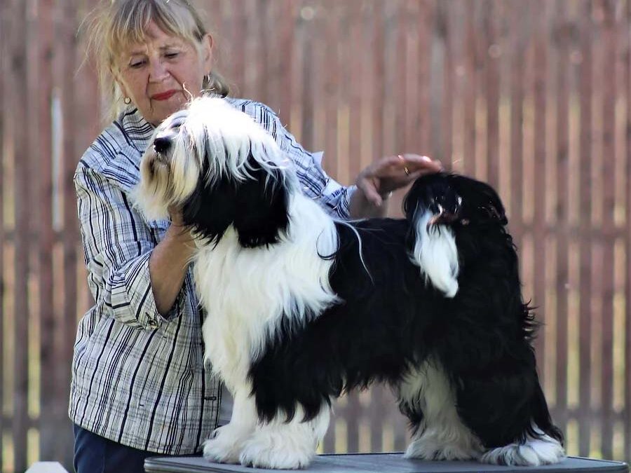 AKC Breeder Spotlight Susan Carr of Salishan Tibetan Terriers