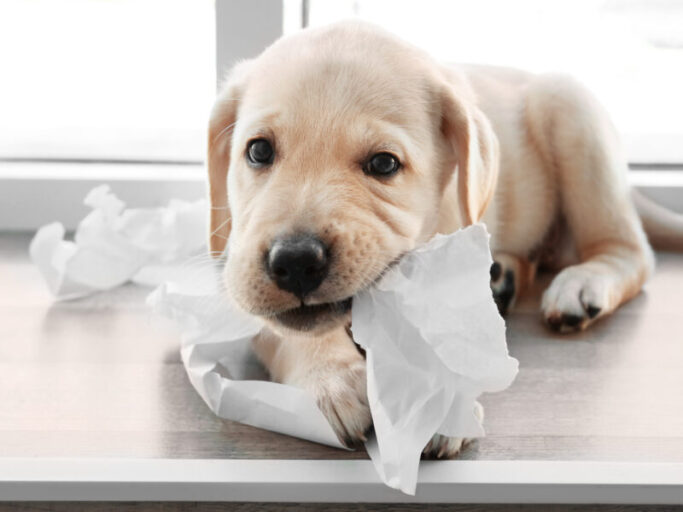 Introducing AKC GoodDog! Helpline Video Chat American Kennel Club