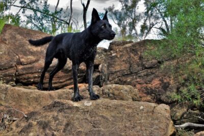 Australian Kelpie standing in a rocky landscape.