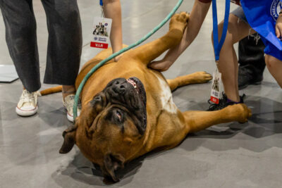 Bullmastiff getting pet at Meet the Breeds.