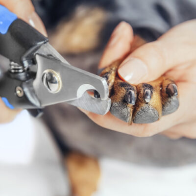 Dog's nails being trimmed.