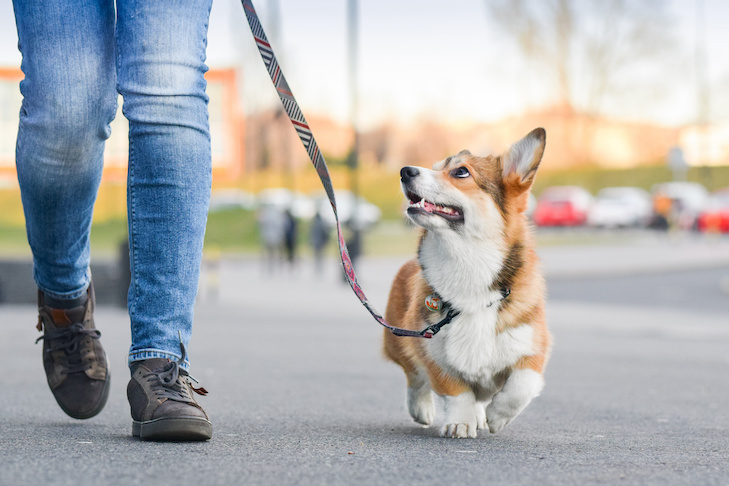 Pembroke Welsh Corgi walking with its owner on leash outdoors.