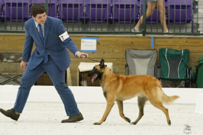 Junior Handler showing a Belgian Malinois