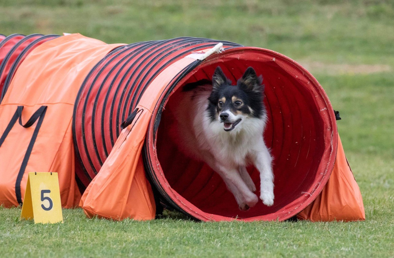 Canine Partners Spotlight Fall 2022 American Kennel Club