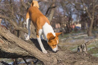 Basenji sniffing the trunk of a fallen tree outdoors in the Fall.