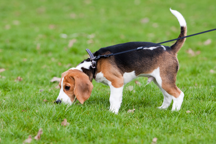 Beagle on leash sniffing in the grass.