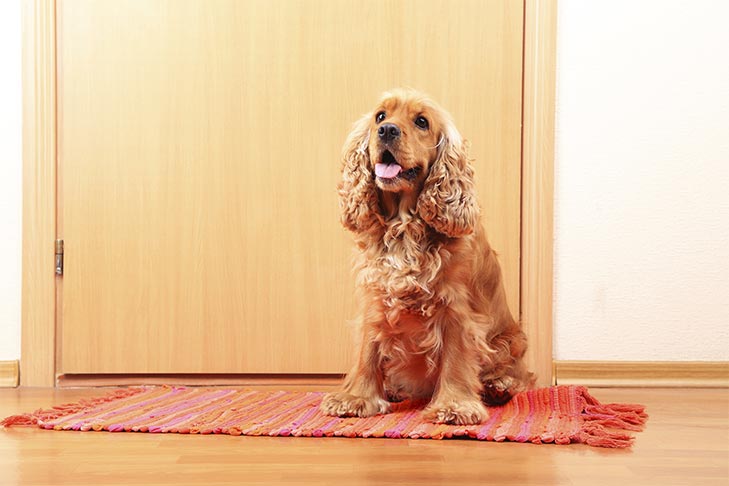 English Cocker Spaniel sitting on a rug near the door.