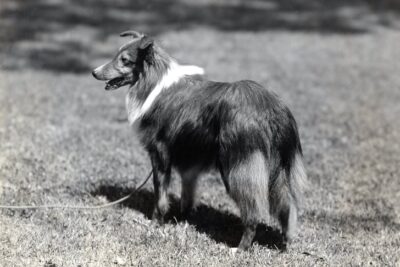 Historial image of Shetland Sheepdog