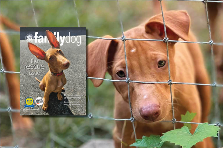 Family Dog American Kennel Club