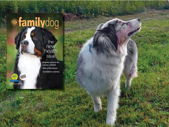 Family Dog American Kennel Club