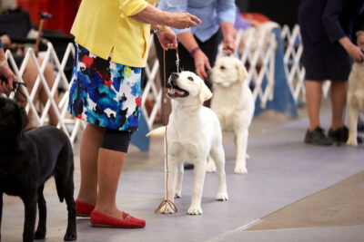 Labrador Retriever Club of Albuquerque at the New Mexico