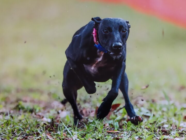 Akc Fast Cat Event Calendar 