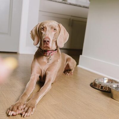 Weimaraner laying down on command for a treat at home.