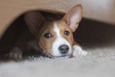 Basenji puppy hiding under furniture.