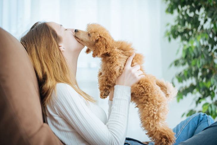 Poodle snuggling with a woman at home.