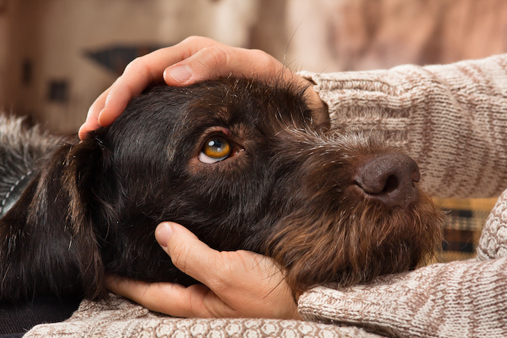 German Wirehaired Pointer getting attention.