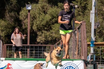 A friend releases Lotus as owner Asia Duhamel tosses a bumper toy in the pool. 