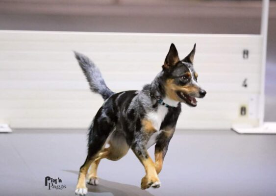 Congratulations To AADs Invited To The 2022 AKC Obedience Classic 