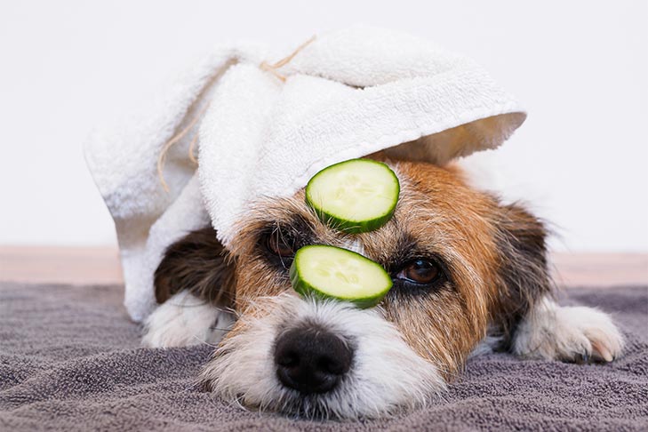 Russell Terrier having a spa day with a towel and cucumbers on its face.