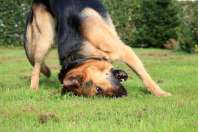 German Shepherd Dog being silly outdoors.