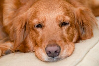 Golden Retriever laying down feeling lethargic.