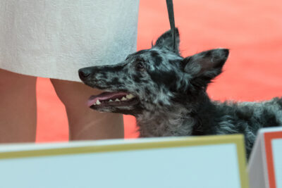 Mudi breed show; 2019 AKC National Championship presented by Royal Canin, Orlando, FL.