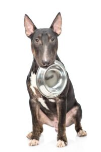 Can Dogs Eat Grapefruit? – American Kennel Club