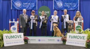 American Kennel Club visual data 2