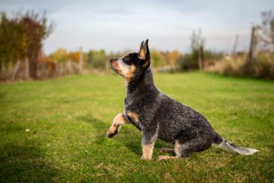 Australian Cattle Dog puppy learning commands in the yard.