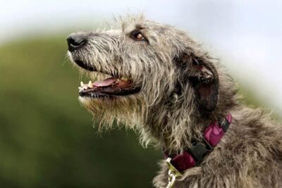 Irish Wolfhound head portrait on leash outdoors.