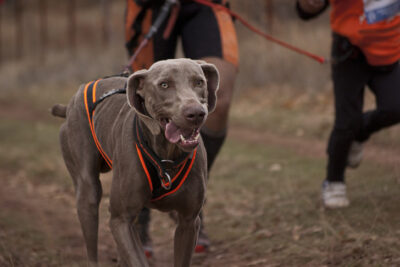 Weimaraner running in canicross.