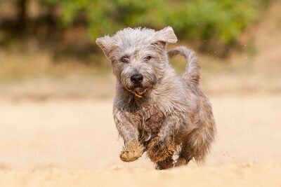 Glen of Imaal Terrier running outdoors.