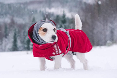 dog wearing red coat outside in winter