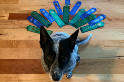 Dog sitting in front of agility ribbons