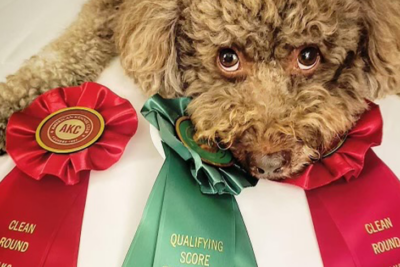 Dog with three ribbons