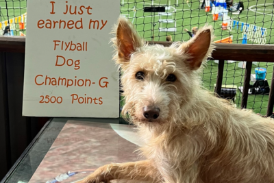 Portuguese Podengo dog lies in front of a sign that says "I just earned by Flyball Dog Champions - G 2500 Points"