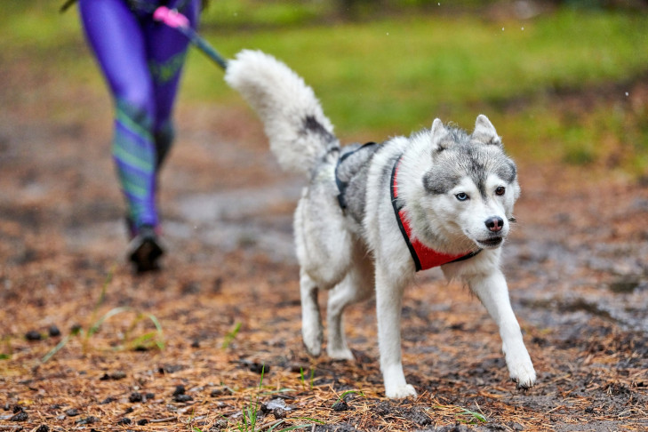 Siberian Husky running canicross with its owner outdoors.