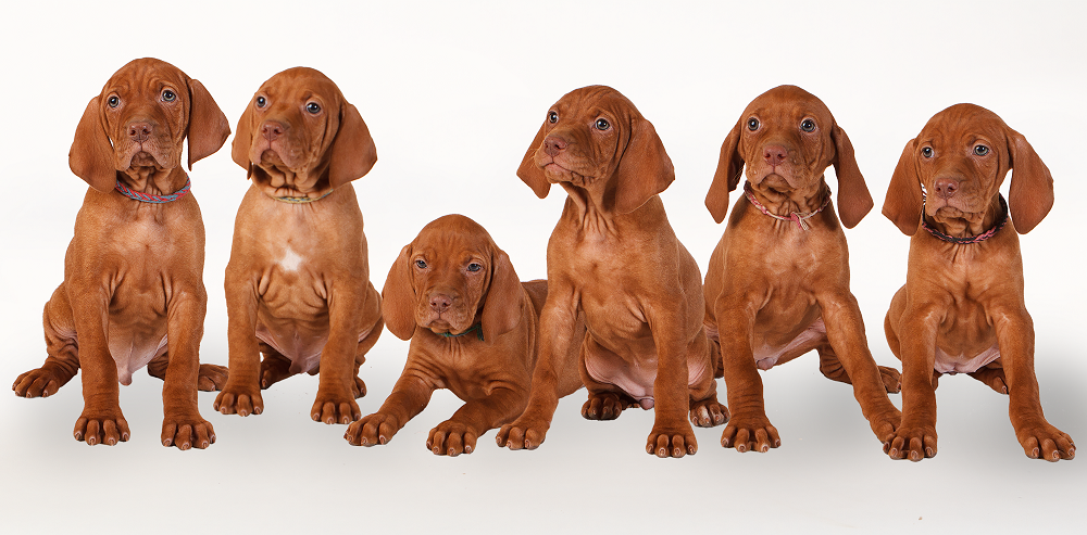 What’s in Your Breeder Kit? – American Kennel Club