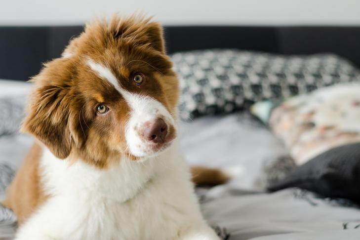 AKC Vetline: A Reassuring Resource