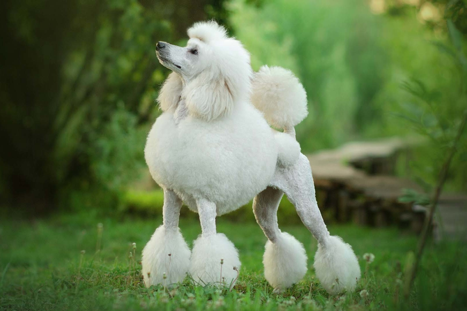 Can Dogs Be Albino Wiki Pets Can Dogs Be Albino Wiki Pets
